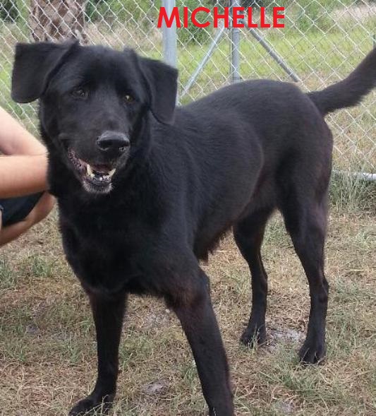 Phil the Irish Wolfhound/Lab Mix's  Page