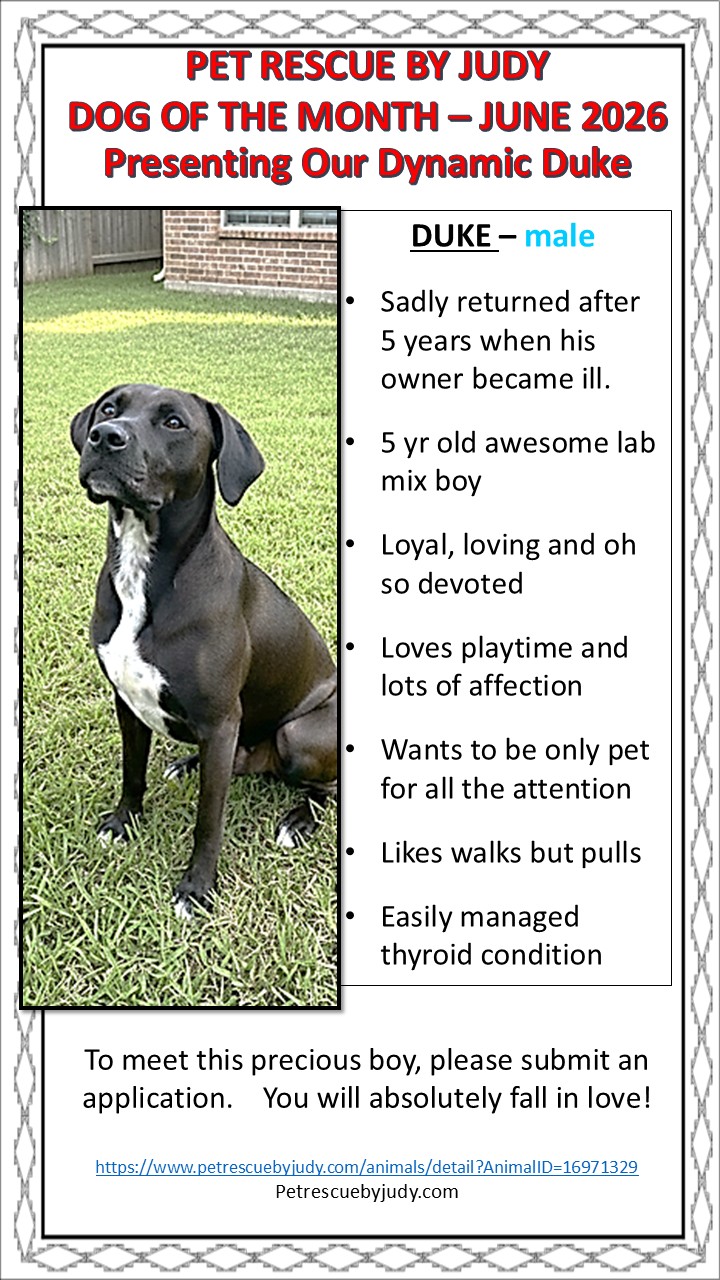 June 2026 dog of the month