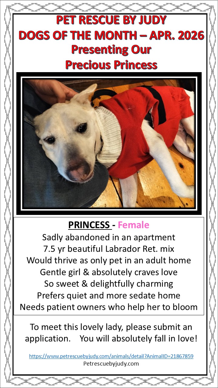 April 2026 dog of month Princess