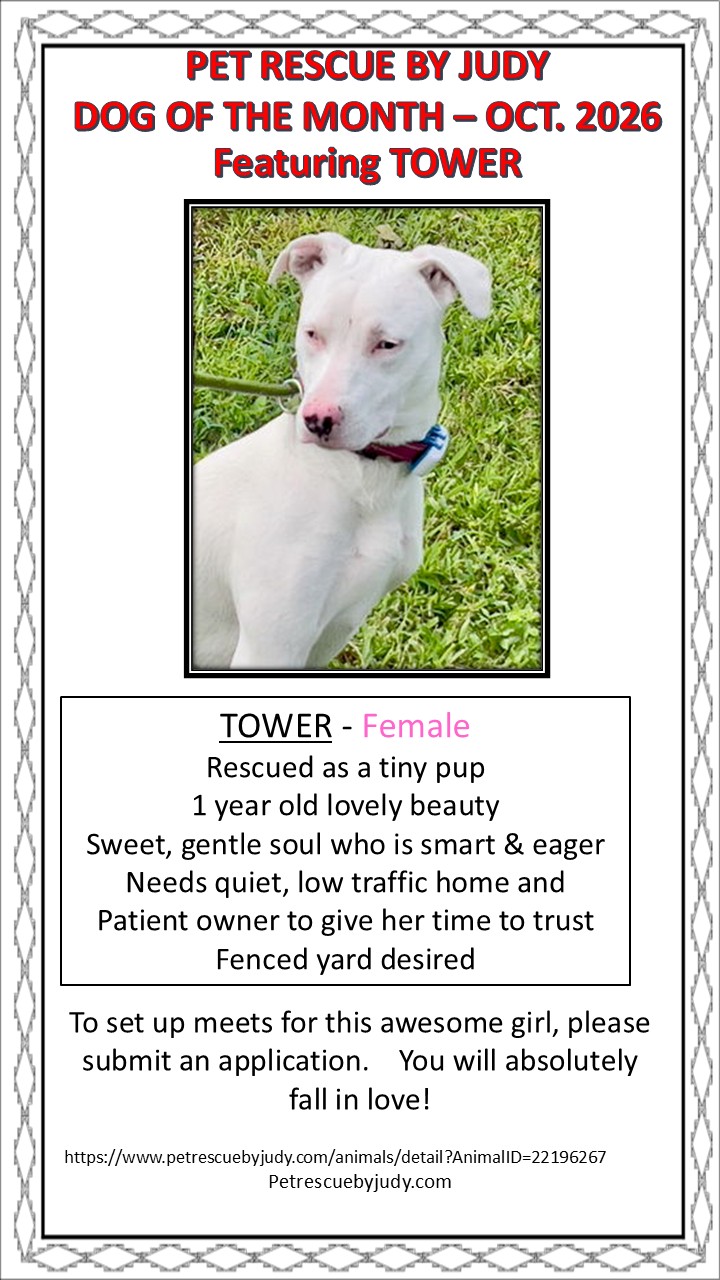 dog of month Oct 2026 Tower