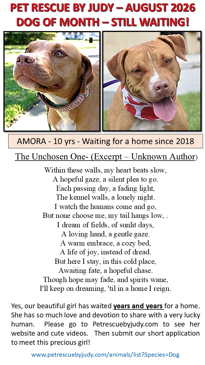 August dog of the month Amora