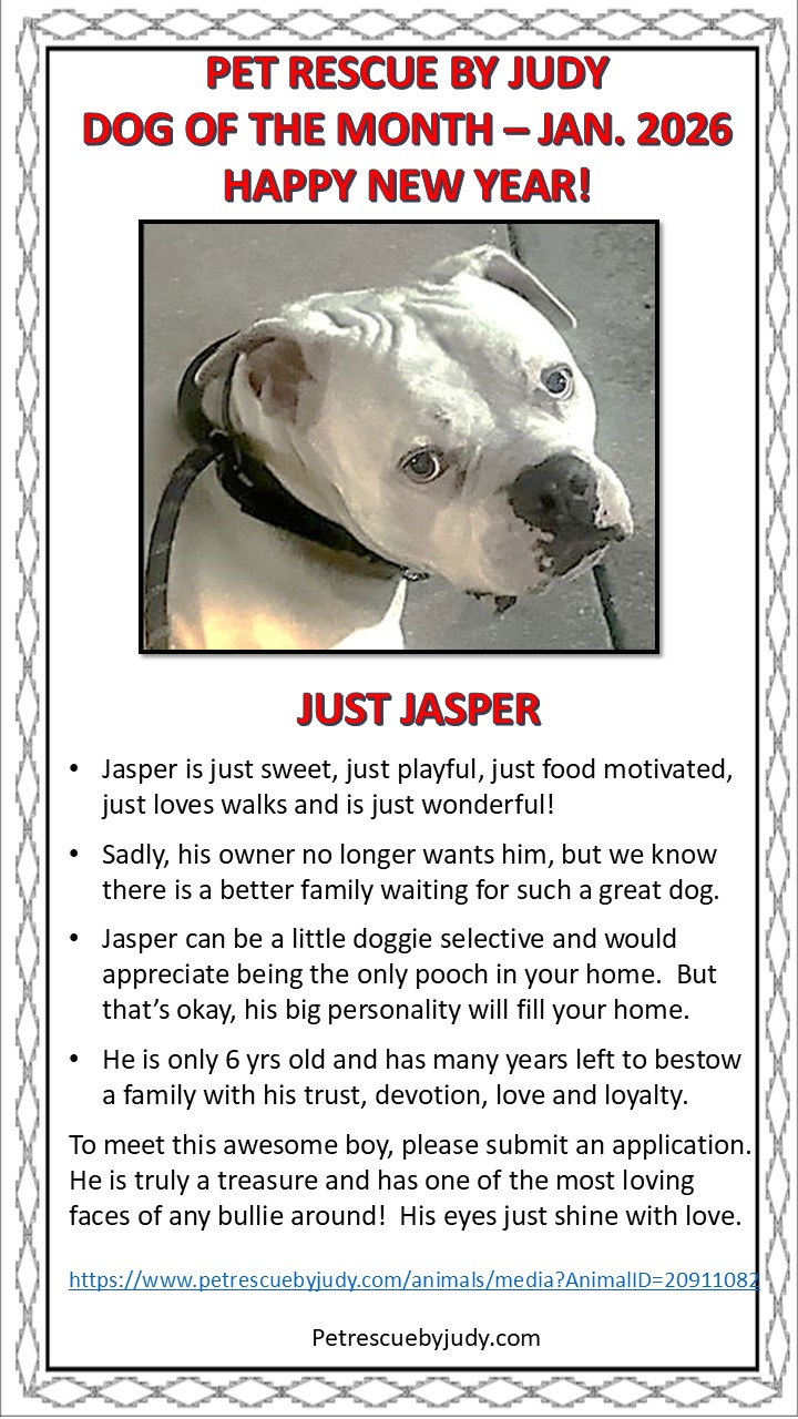 Jan 2026 dog of month Jasper