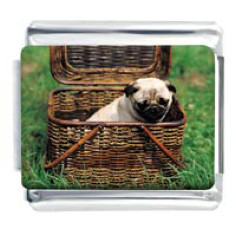 Pug in basket Pug in basket