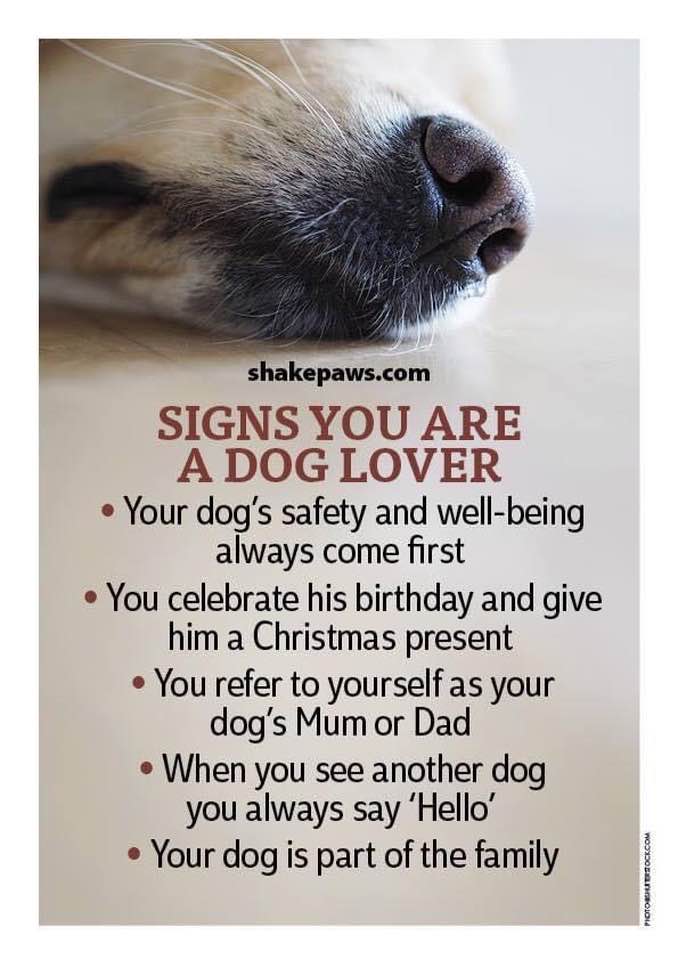 Dog Lover Dog Lover