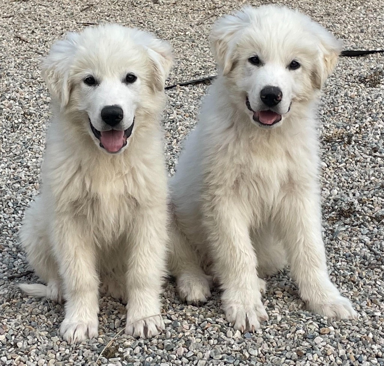 Great Pyrenees Puppies Adoption Meet Kuma Our New Pyrenees Puppy Who Great Pyrenees Puppies Adoption Meet Kuma Our New Pyrenees Puppy Who