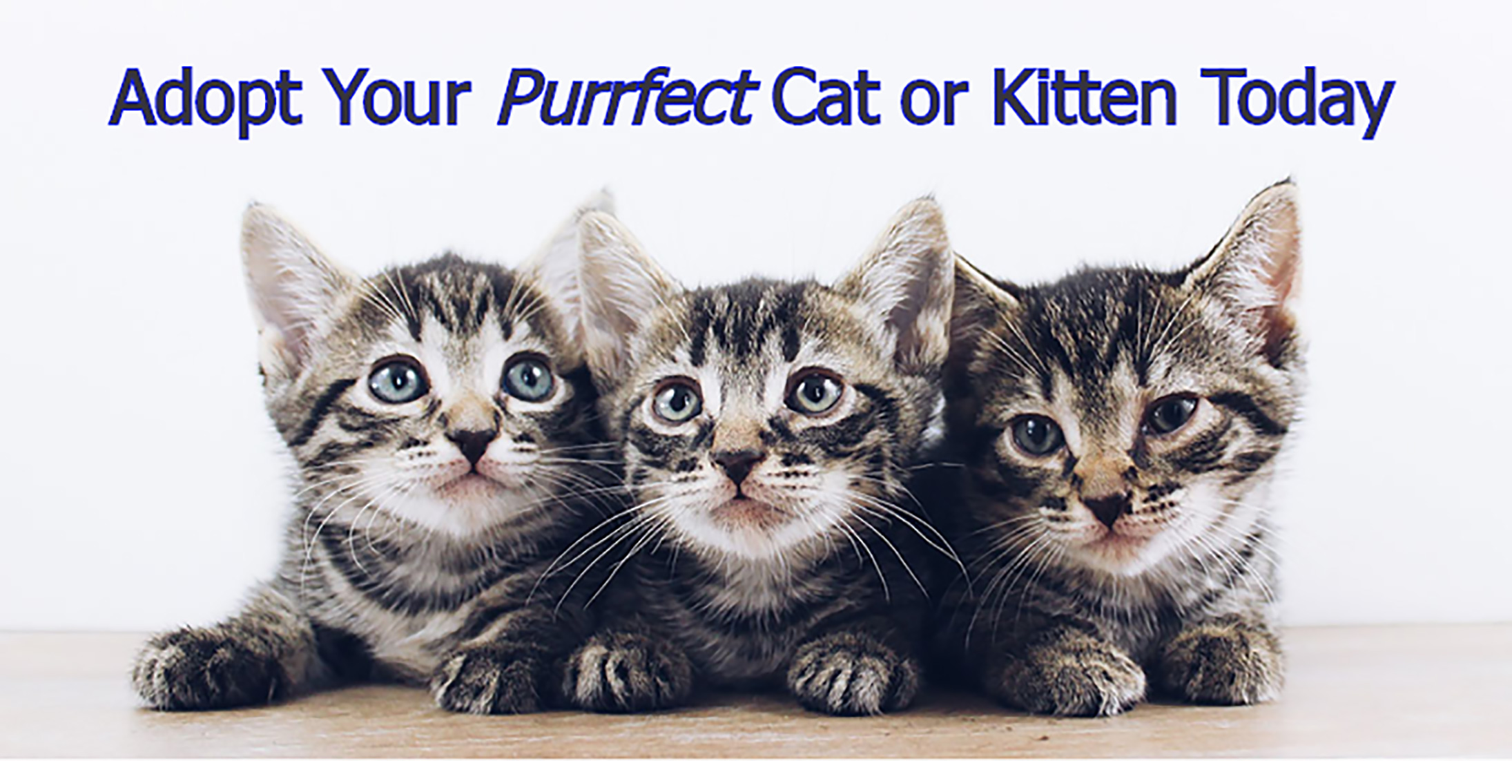 Adopt your perfect cat or kitten today!