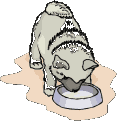 anidog6 anidog6