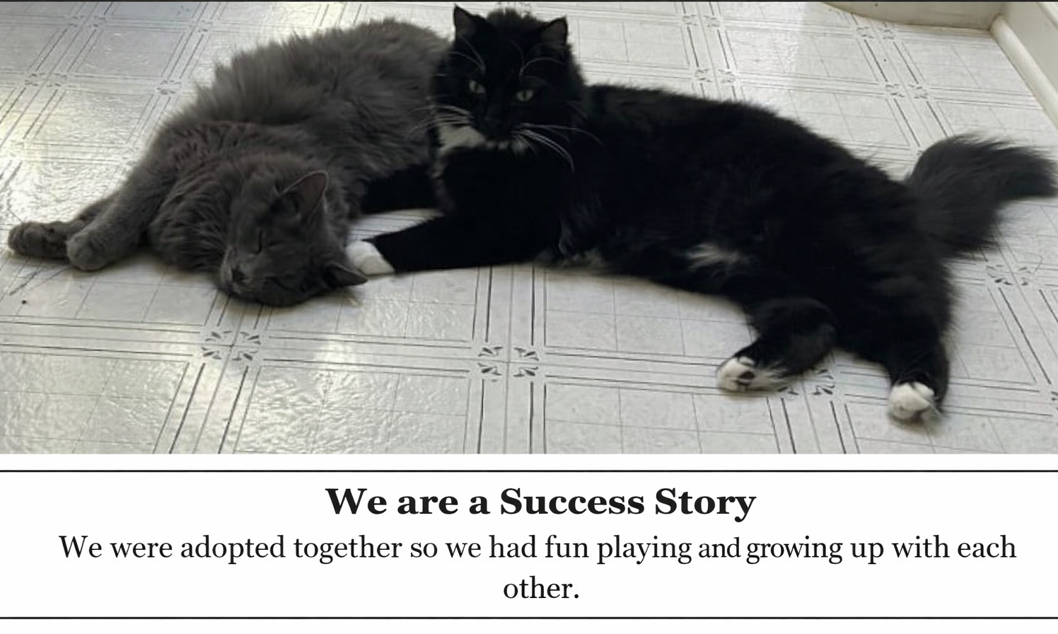 cat for adoption prince George county VA