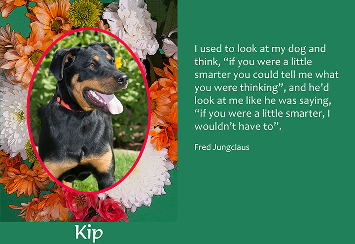 kip-flowers kip-flowers