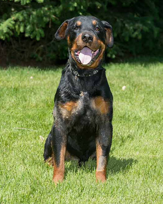 Bruiser single Bruiser single
