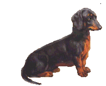 doxie doxie
