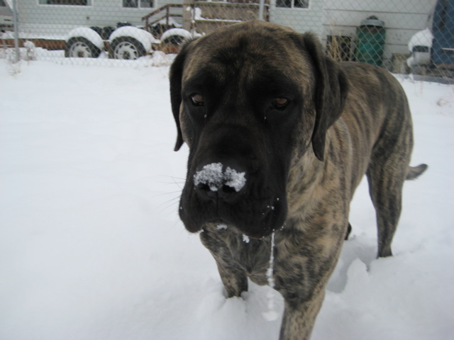 Fiji in snow Fiji in snow