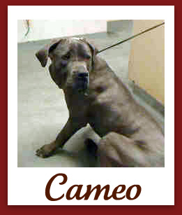 CameoBorder