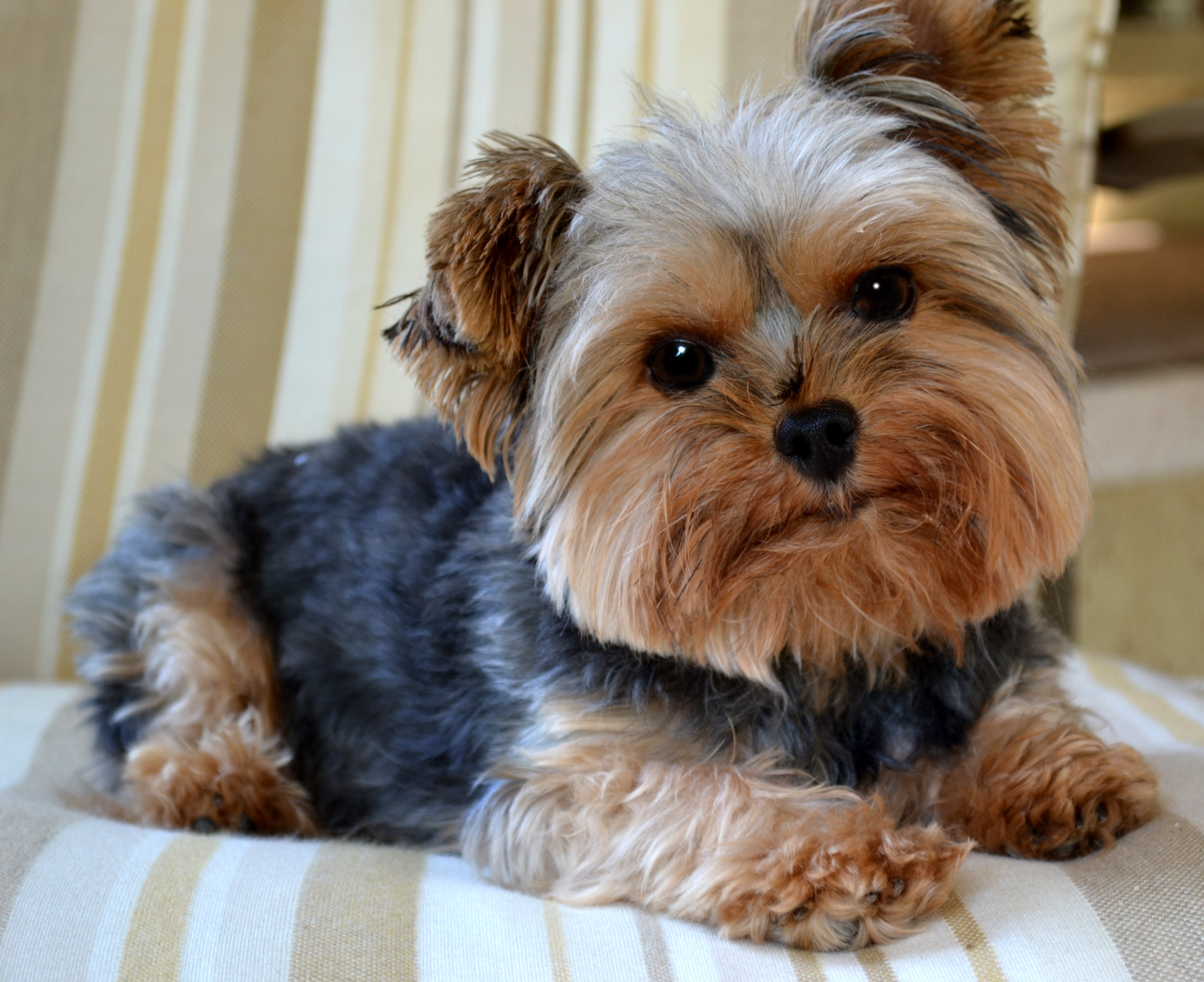 What Is A Yorkie What Is A Yorkie
