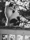 Barn Cat Pic
