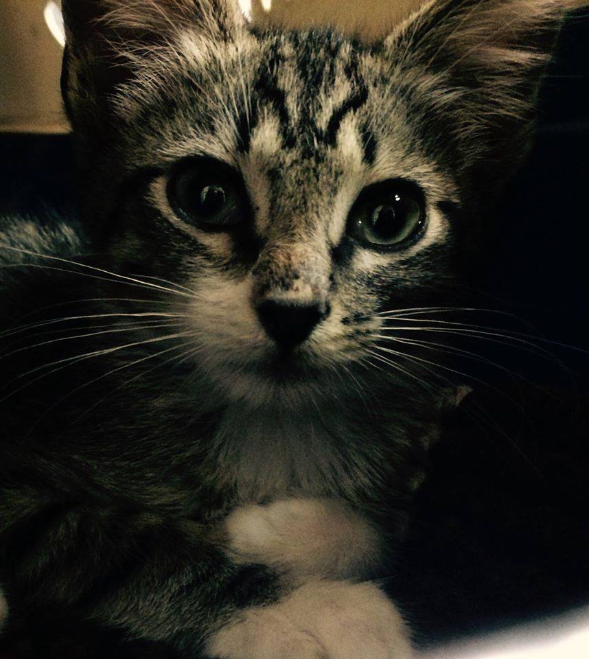Kitten Face Kitten Face