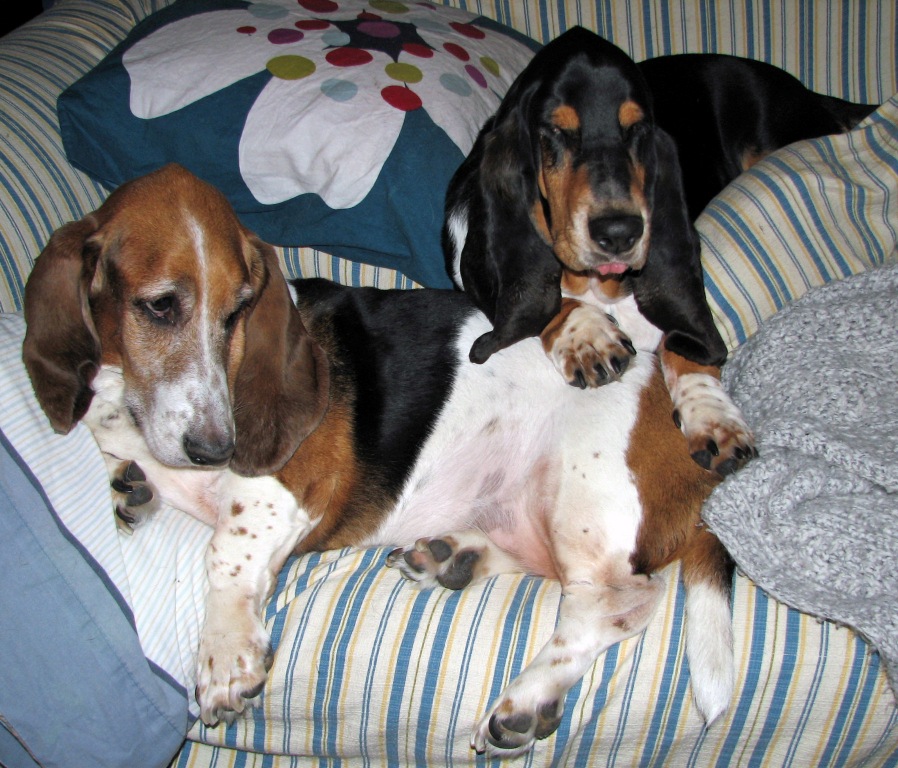 LazyDay LazyDay