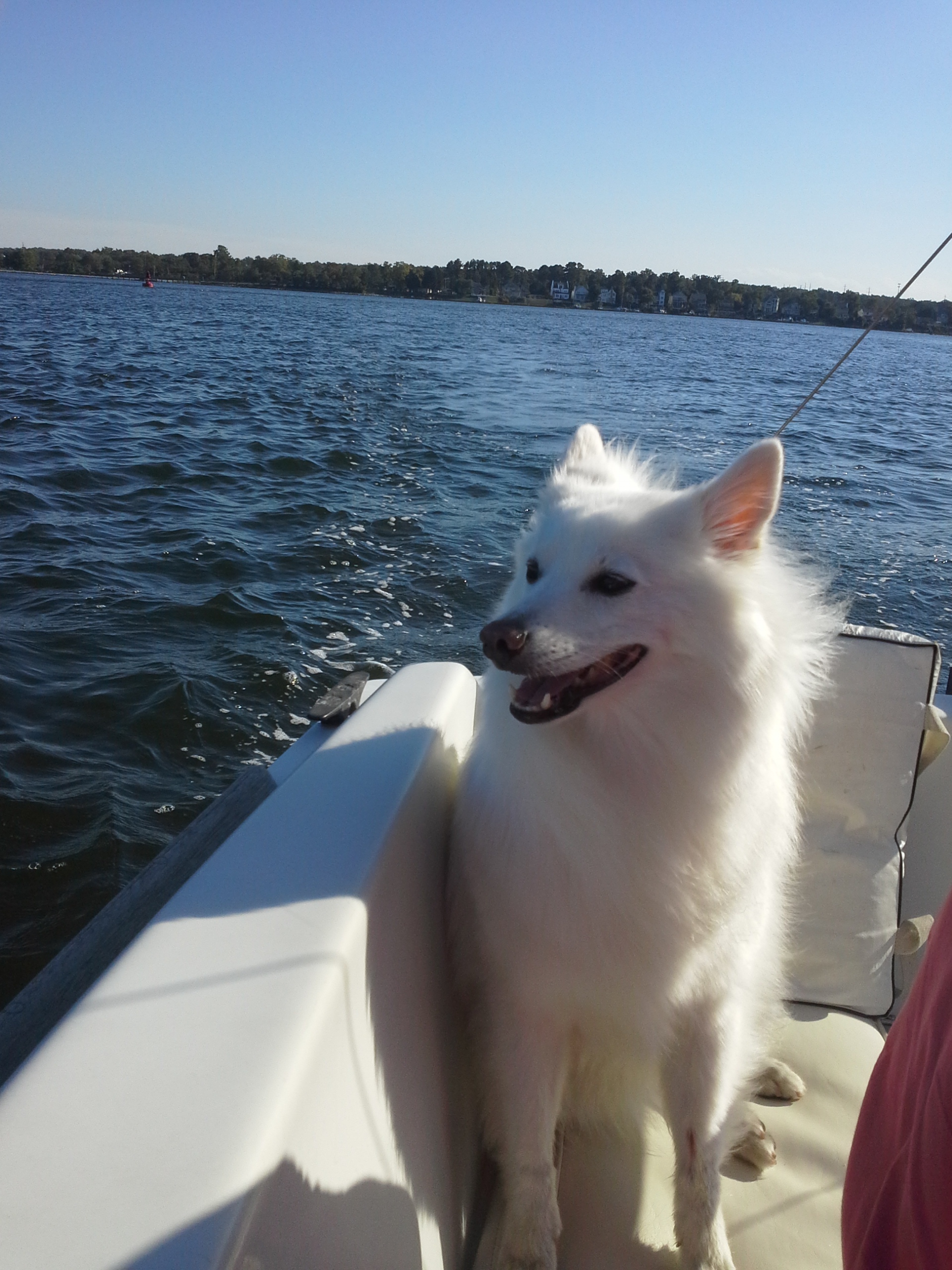 american eskimo adoption near me