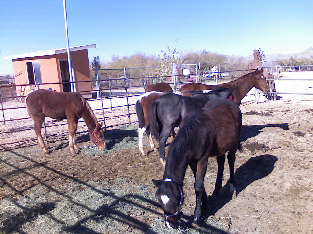 Weaning Rodeo 1
