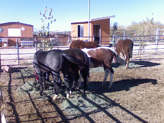 Weaning Rodeo 2