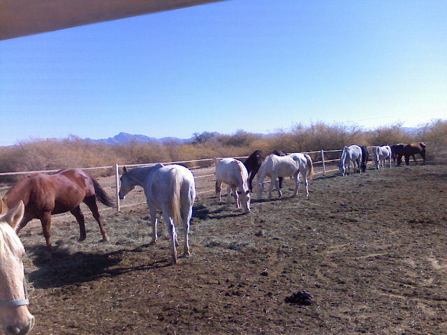 Weaning Rodeo 3