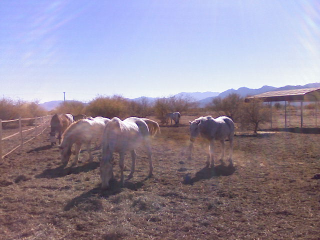 Weaning Rodeo 4