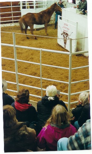 Auction 10