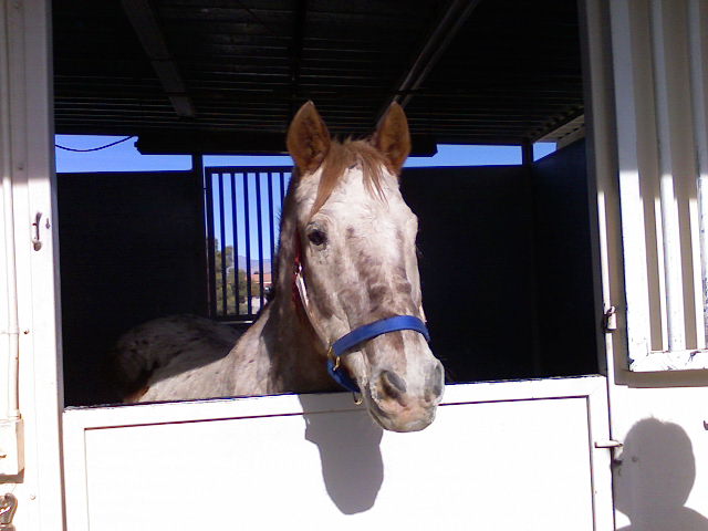 Vet Care 4