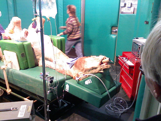 Vet Care 7