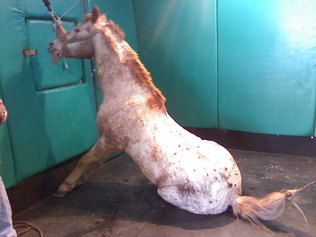 Vet Care 9