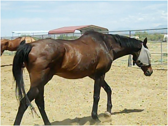 Laramie july 2011