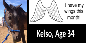 GA Kelso wings