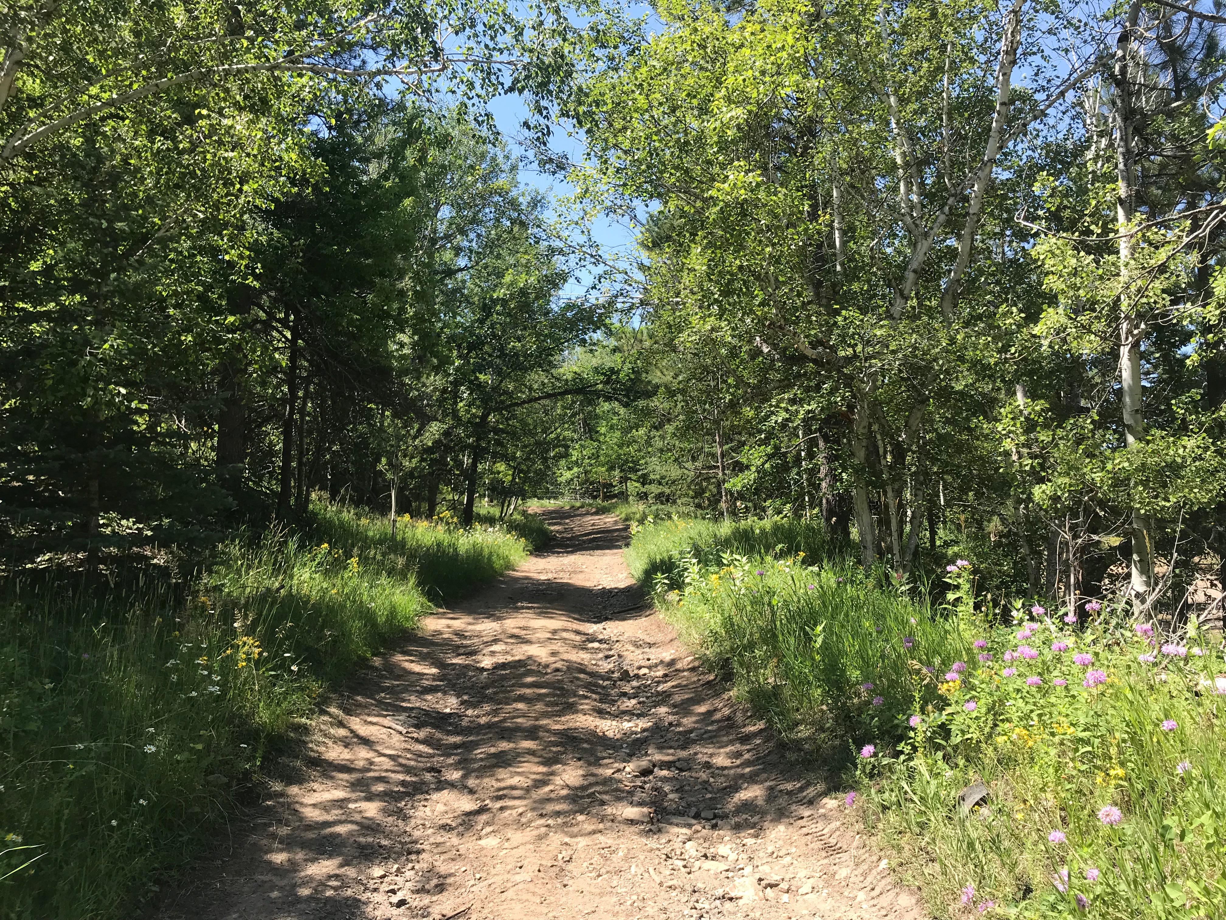 SD Forest path