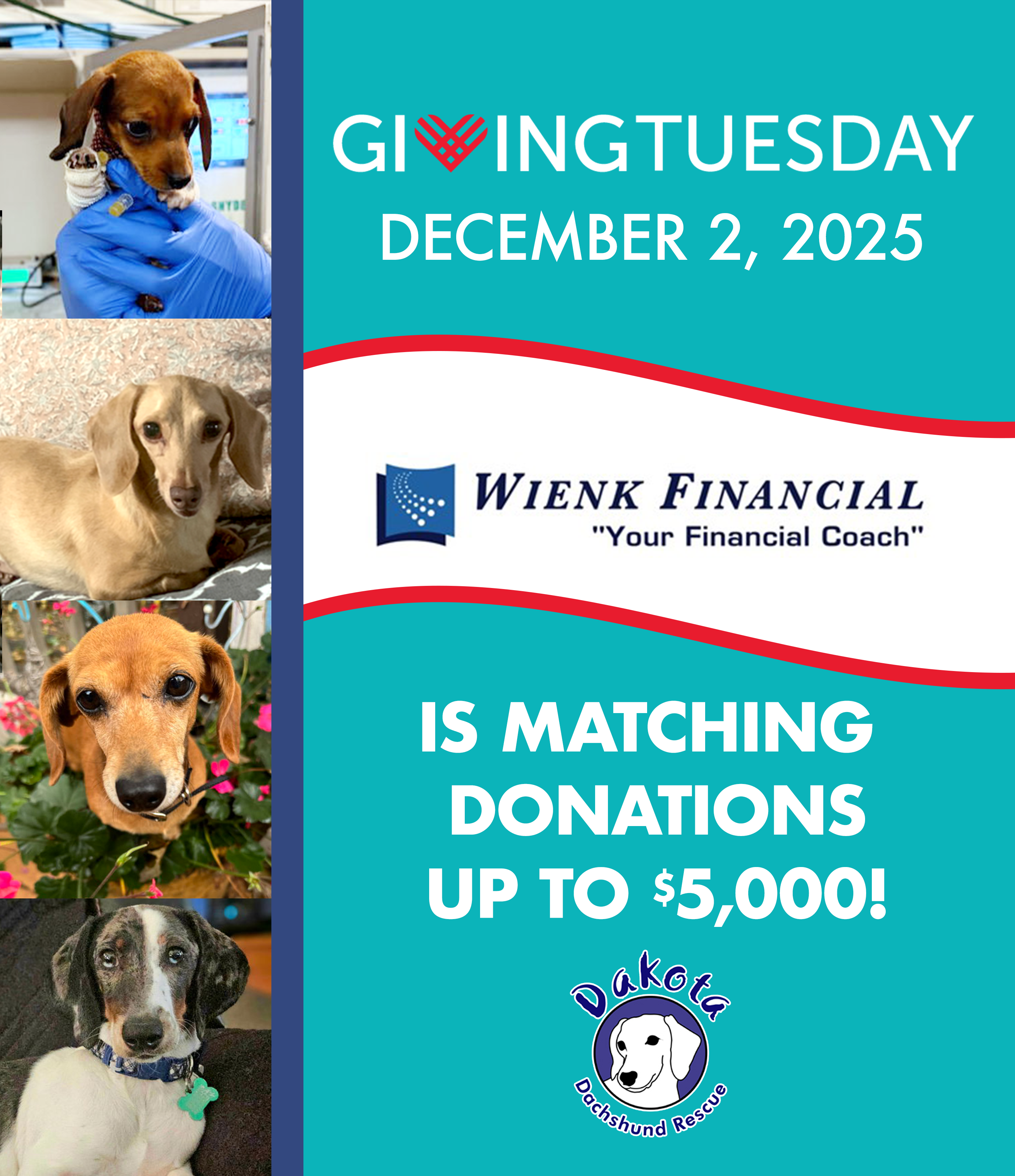 Giving Tuesday 2025 dachshunds