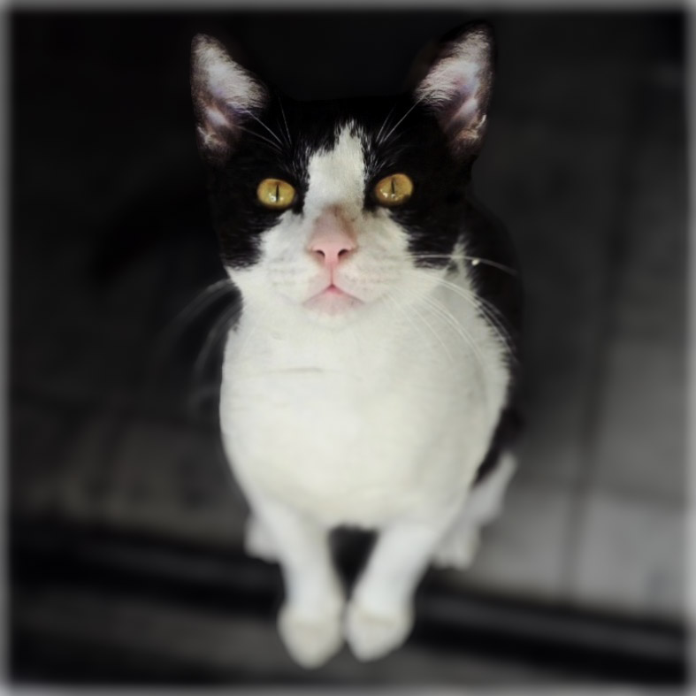 timmy