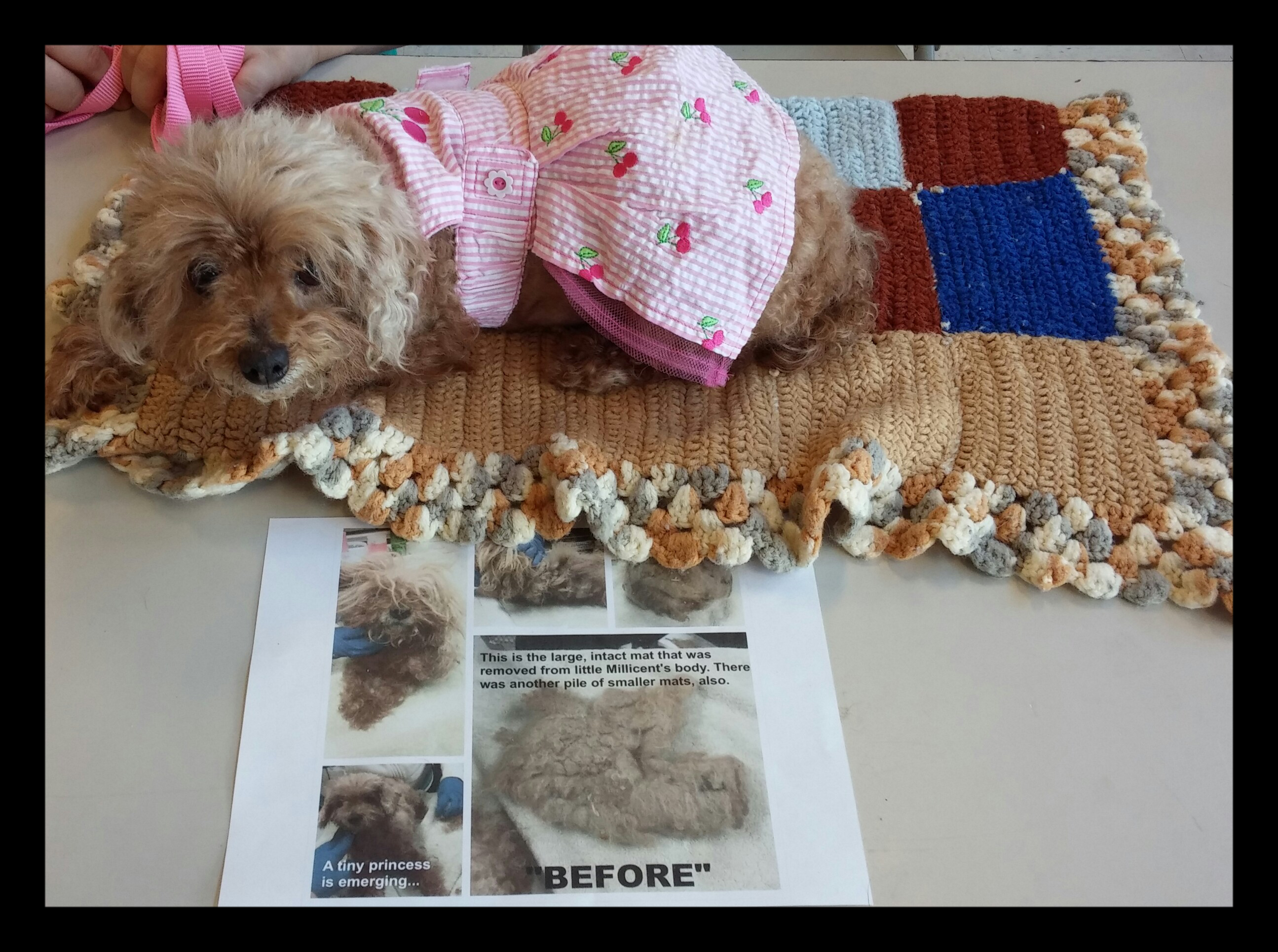 millicent table dog millicent table dog