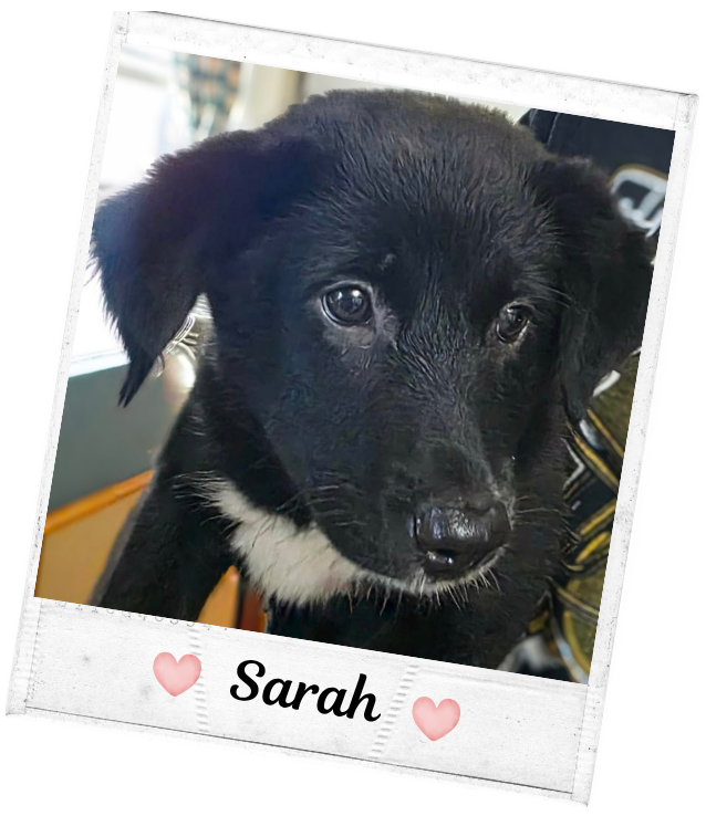 Sarah