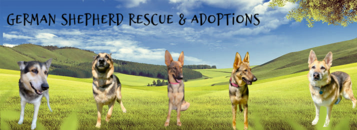 alsatian adoption