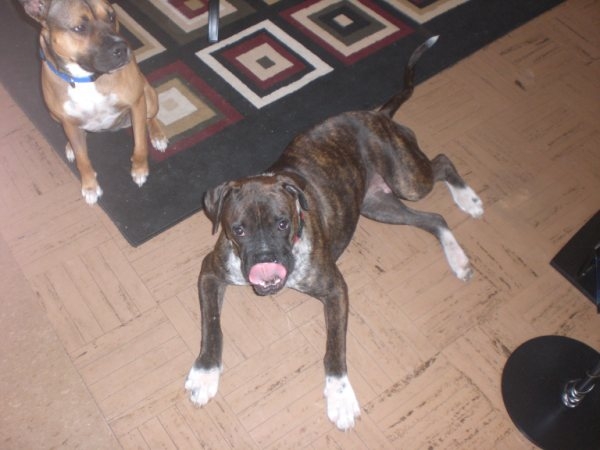 dobby laying 7-17-10