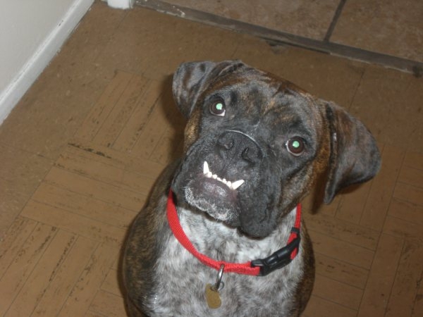 dobby smile 7-17-10