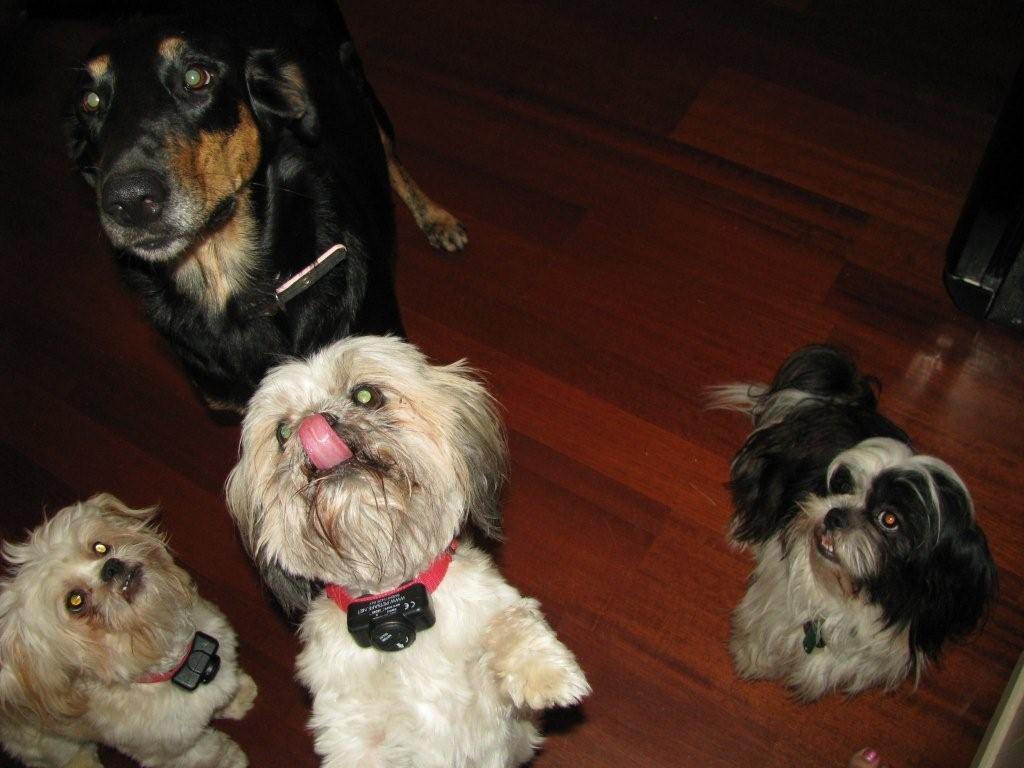 treats treats