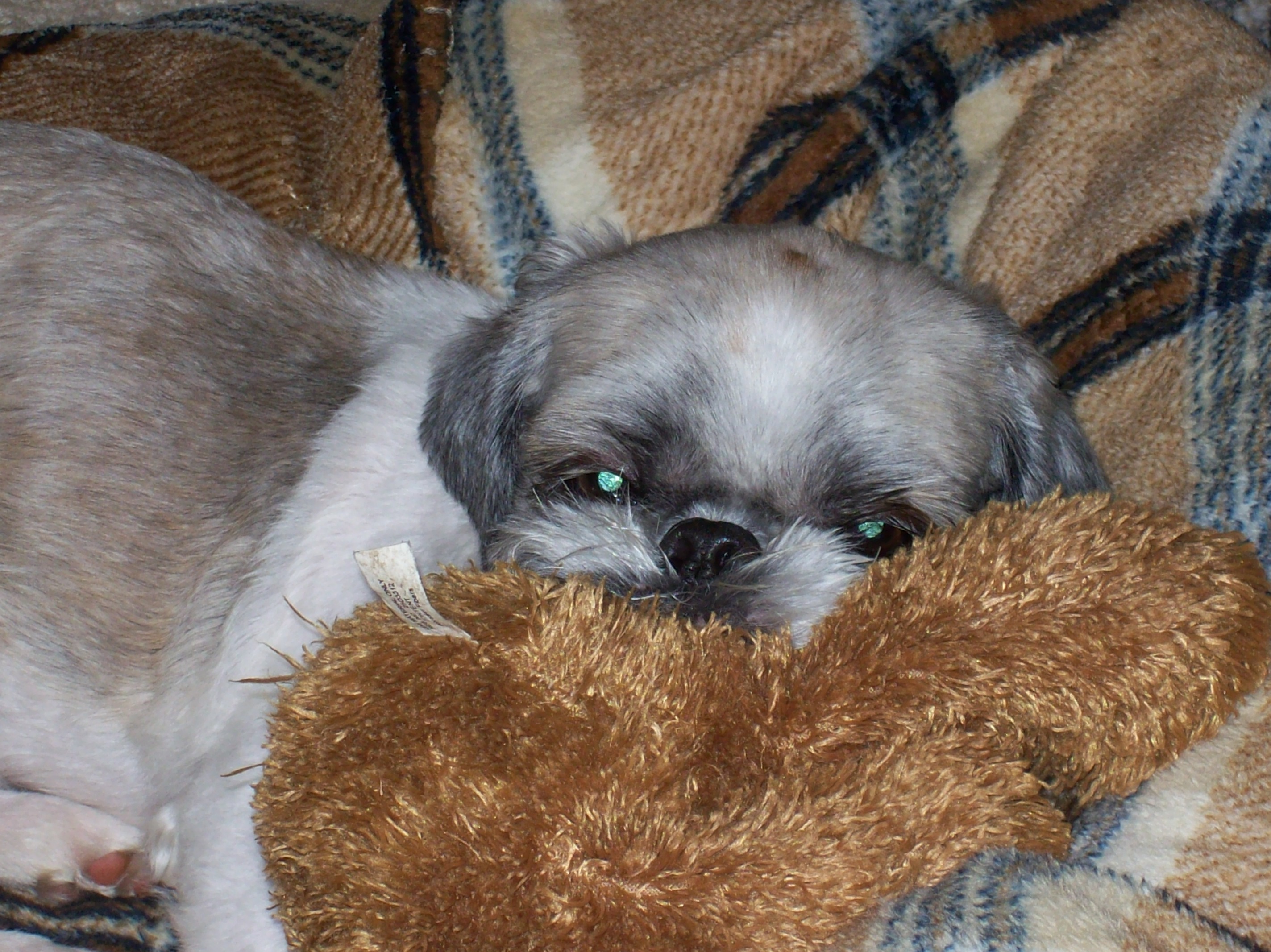BaileewTeddy BaileewTeddy