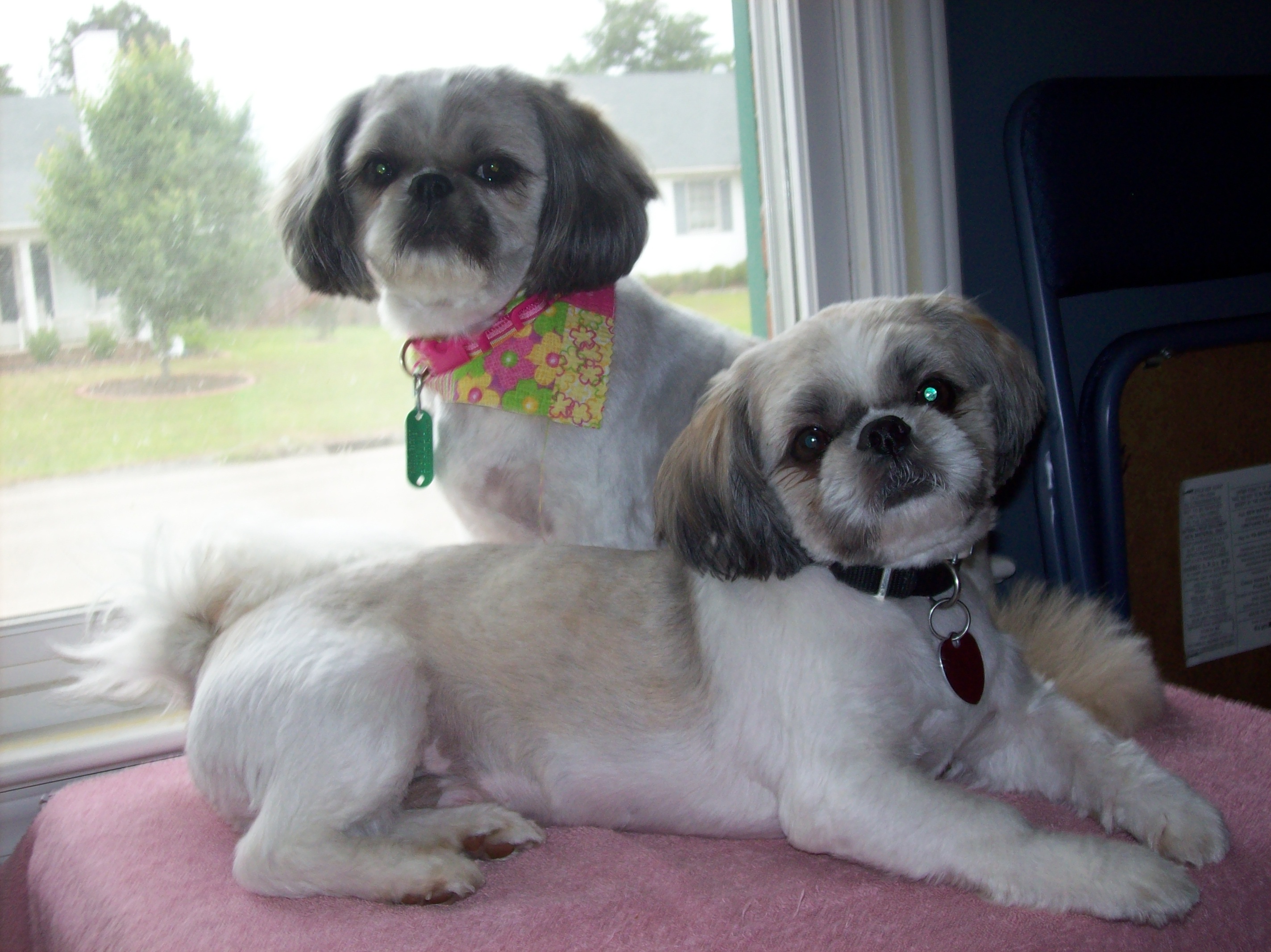 Bailee and Doodles Bailee and Doodles