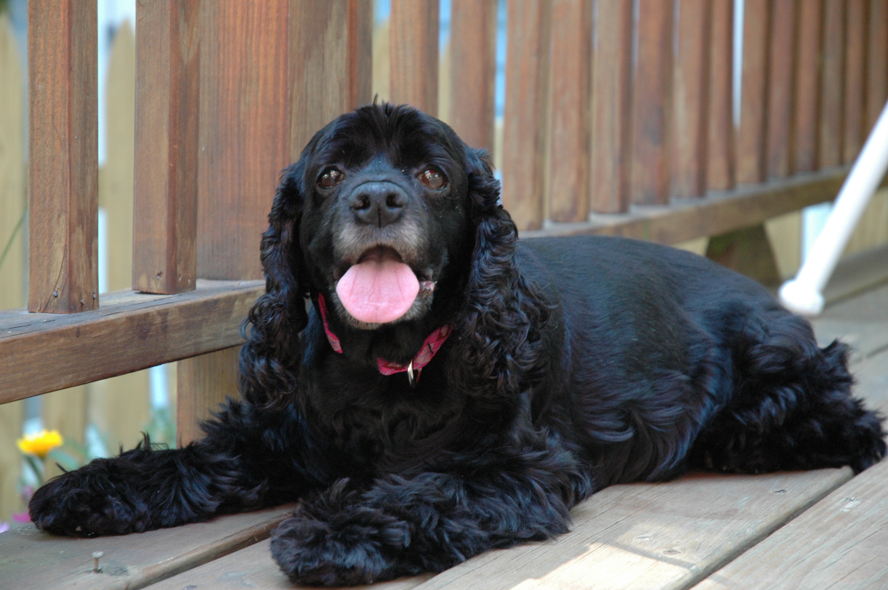 gracie1yr gracie1yr