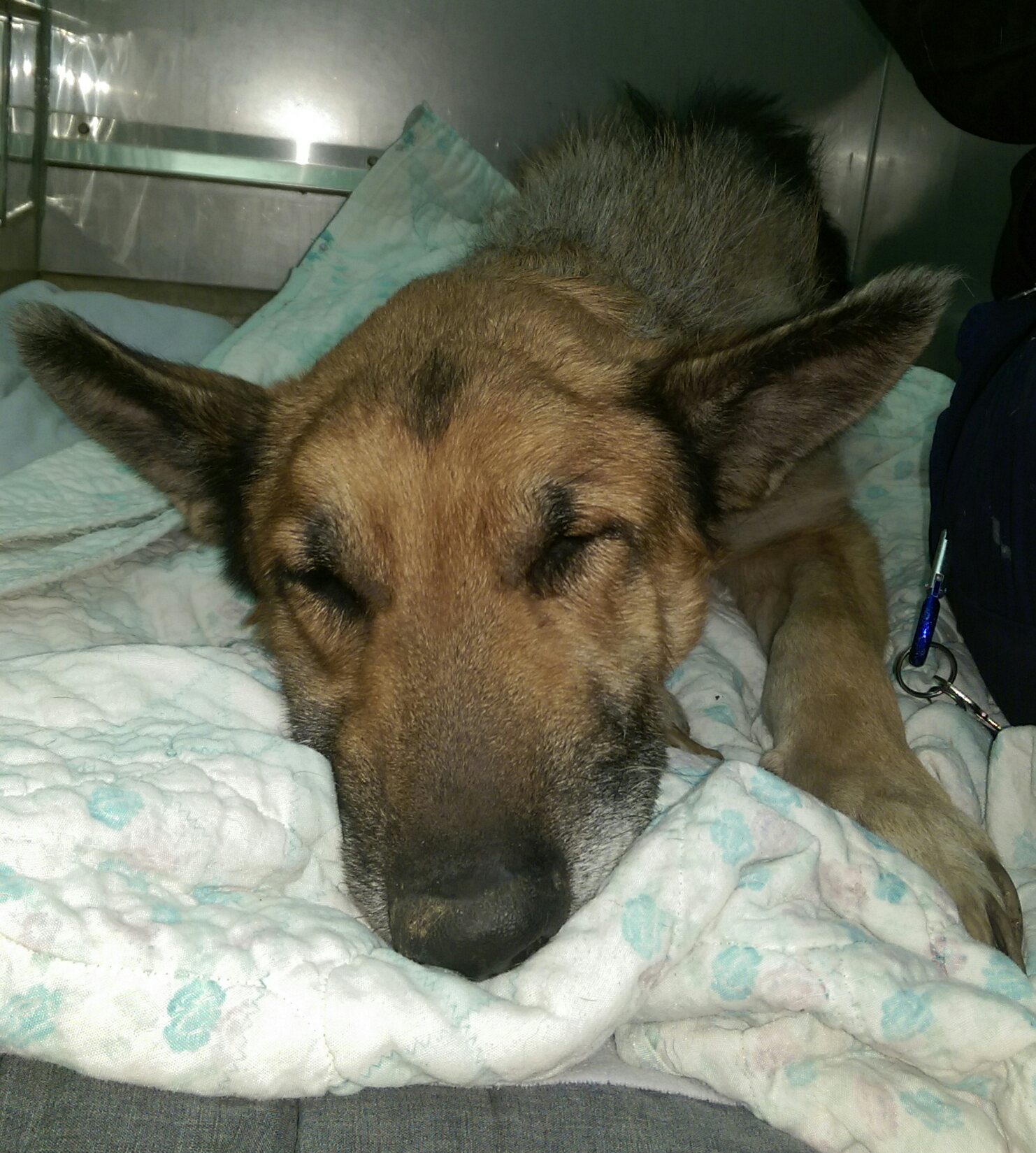 Guide Dog Rehoming >> Missouri German Shepherd Rescue Guide Dog Rehoming >> Missouri German Shepherd Rescue
