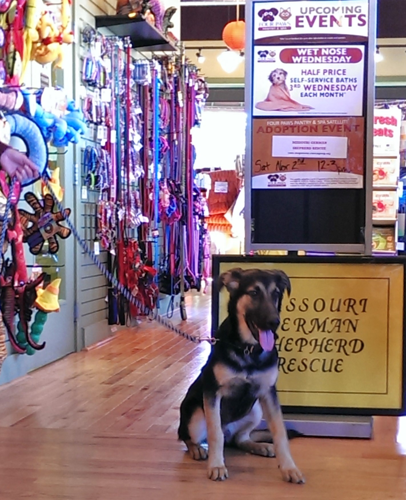 4 Paws Pantry - dog + MOGS sign 4 Paws Pantry - dog + MOGS sign