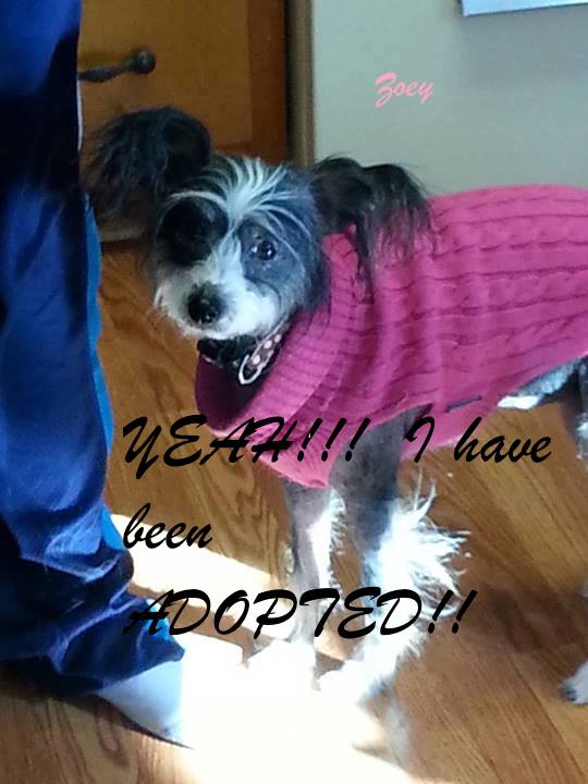 ZOEY adopted ZOEY adopted