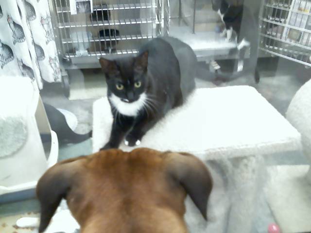 CAT&DOG CAT&DOG