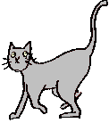 cat walking cat walking