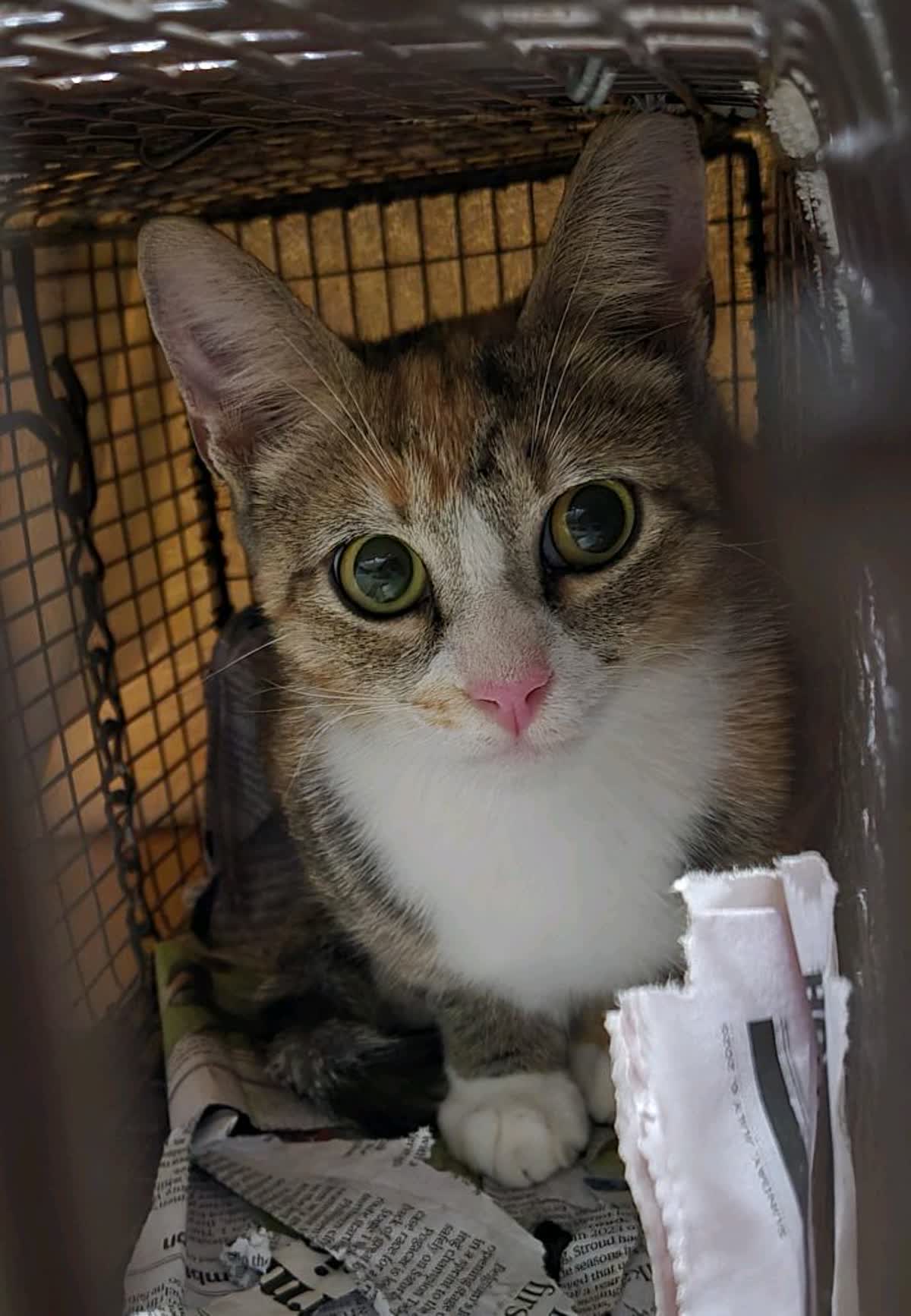 Crate transport kitten